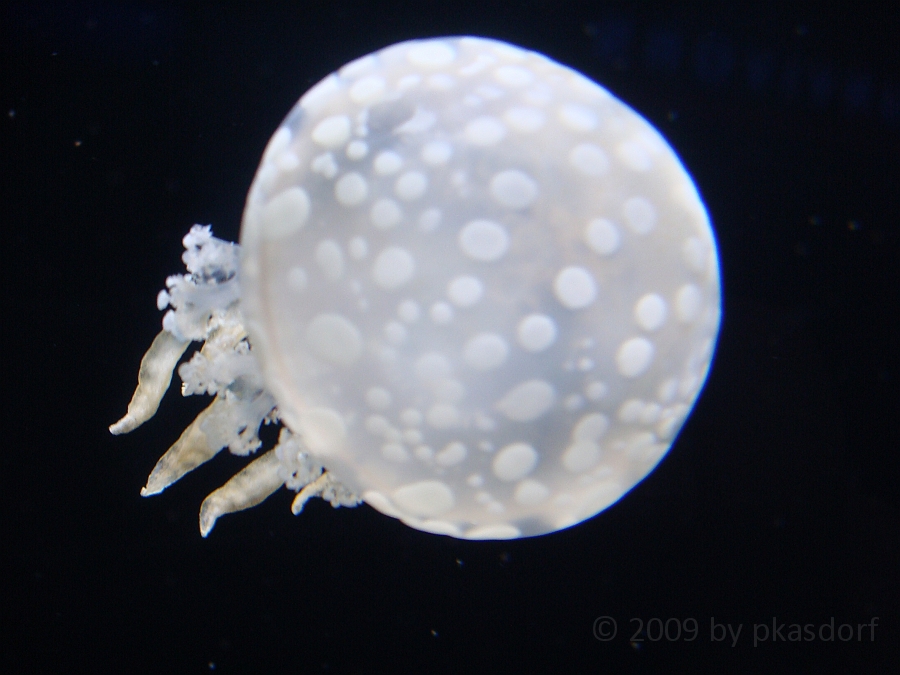 Baltimore [2009 July 02] 220.JPG - Scenes from Baltimore's Inner Harbor.